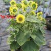 Hạt Giống Hướng Dương Siêu Tháp Lỡ Lemon