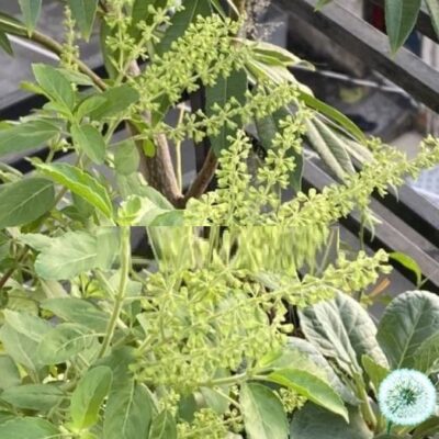 Hạt Giống Hương Nhu Holy Basil (Ocimum tenuiflorum) - hạt nhập khẩu