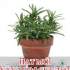 Hạt Giống Hương Thảo Rosemary (Rosmarinus officinalis)