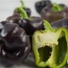 Hạt Giống Ớt Chuông Ngọt Trái Đen (Capsicum)