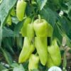 Hạt Giống Ớt Ngọt Sừng Bò Xanh Nhạt
