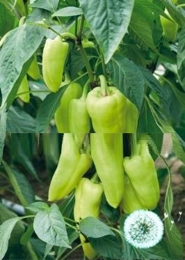 Hạt Giống Ớt Ngọt Sừng Bò Xanh Nhạt Hạt Giống Ớt Ngọt Sừng Bò Xanh Nhạt