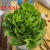 Hạt Giống Xà Lách Búp Siêu Chặt