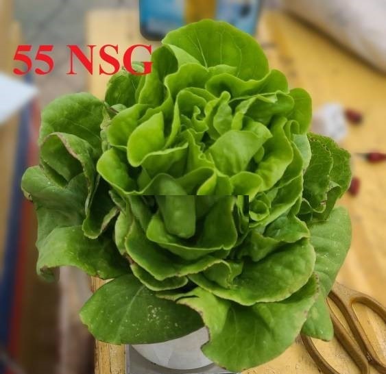 Hạt Giống Xà Lách Búp Siêu Chặt Hạt Giống Xà Lách Búp Siêu Chặt