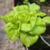 Hạt Giống Xà Lách Đăm (Lactuca sativa)
