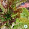 Hạt Giống Xà Lách - Chịu Hạn Mignonette (Lactuca sativa)
