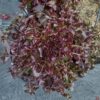 Hạt Giống Xà Lách Oakleaf - Red SaladBowl (Lactuca sativa)