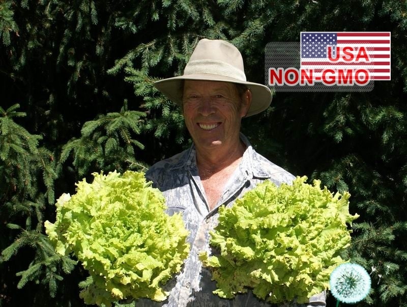 Hạt Giống Xà Lách - Siêu Ngon Chịu Nhiệt B.Simpson (Lactuca sativa) Hạt Giống Xà Lách - Siêu Ngon Chịu Nhiệt B.Simpson (Lactuca sativa)