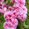 Hạt Giống Hoa Mãn Đình Hồng Kép " Alcea rosea Chater's Rose Pink '