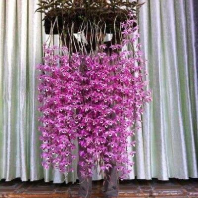 Cây giống hoa phong lan phi điệp ( Giả Hạc) Pháp - kie 5-7cm khoẻ mạnh