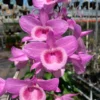 Cây giống hoa phong lan phi điệp ( Giả Hạc) Hồng Ngọc Mắt Xước Mentor 1 thân dài 5-10cm đã thuần vườn