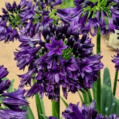 Hoa thanh anh bóng đêm nam phi Poppin Purple ( Agapanthus Poppin Purple)