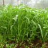Hạt Giống Rau Muống Tre Thái Lan (Ipomoea aquatica)