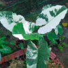 Cây Ráy Var, kiểng lá đột biến - Alocasia Macrorrhiza Varietage - cây nhập khẩu