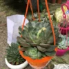 chậu cây Sen đá Phật Bà chậu treo
