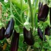 Hạt Giống Cà Tím Trái Dài (Solanum melongena)