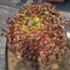Hạt Giống Xà Lách Oakleaf Đỏ