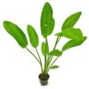 CÂY GIỐNG HOA BÁCH THỦY TIÊN (HOA LAN NƯỚC)