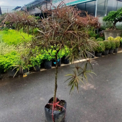 Cây Bàng Quý Phi dáng tree size to đẹp
