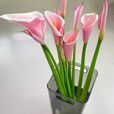 cây giống hoa rum ngoại Calla Lily màu hồng mới - dòng cao thu cắt hoa, hoa to hơn, cao hơn và dài hơn - cây ươm mô