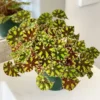 Chậu cây hải đường Begonia Bowerae tiger - Hải đường Tiger