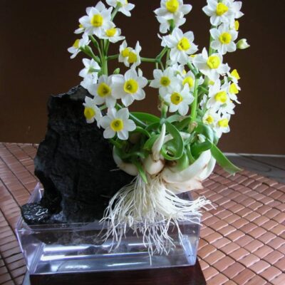 CỦ GIỐNG HOA THỦY TIÊN TRẮNG ĐẠI HOÀNG (TRỒNG ĐƯỢC CẢ NƯỚC VÀ ĐẤT)