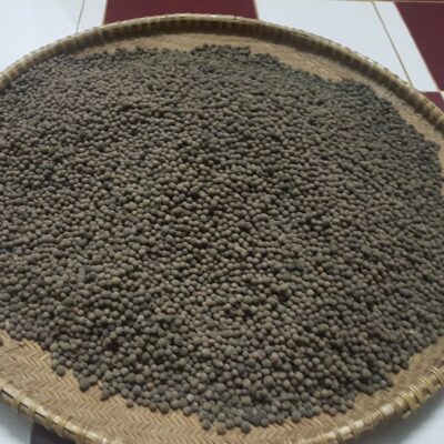 Hạt giống cây đàn hương trắng Ấn Độ -1kg