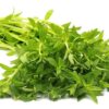 cây giống rau ngổ, rau ngò ôm - cây giống ươm vỉ