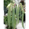 Chậu cây kiểng lá Anthurium vitataliforium