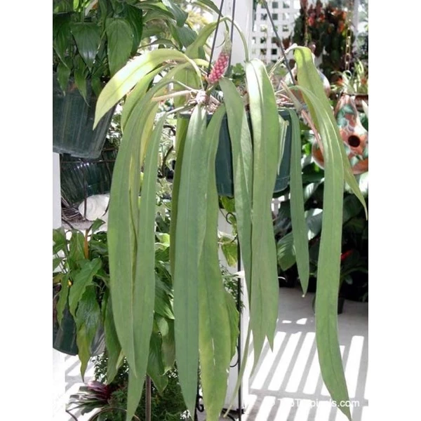 Chậu cây kiểng lá Anthurium vitataliforium Chậu cây kiểng lá Anthurium vitataliforium