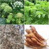Hạt Giống Cây bạch chỉ - 1kg