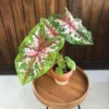 Chậu cây kiểng lá Caladium Carolyn Wharton tuyệt đẹp, khoẻ, dễ chăm