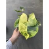 Chậu Cây kiểng lá Buble marx variegated - trầu bà tỷ phú var