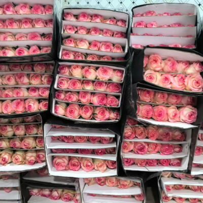 HOA HỒNG NGOẠI CẮT CÀNH HỶ ĐẠI BÔNG TO
