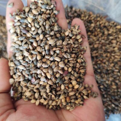 Hạt Giống Cây THÔNG NHỰA BA LÁ  - 1kg