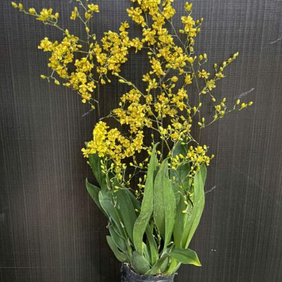 HOA LAN Vũ nữ Hương Mộng Lan - hoa thơm nhẹ- chậu sẵn hoa, nhiều ngồng