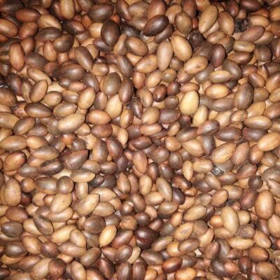 Hạt Giống Cây Nanmu vàng lá nhỏ Tứ Xuyên - 1kg