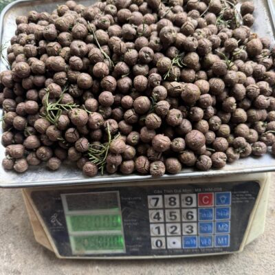 Hạt Giống Cây Hoàng đàn tuyết lạng sơn - 1kg