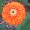 hoa đồng tiền " Bolero Cam " - bầu to đẹp