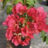 hoa giấy màu Dưa hấu đỏ