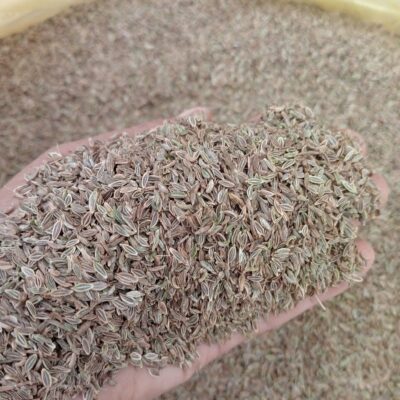 Hạt Giống Cây sâm đương quy - 1kg