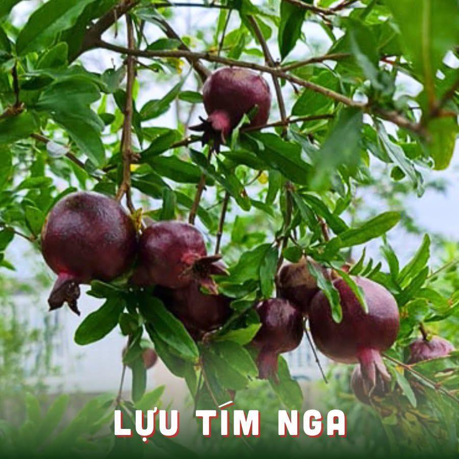Cây Lựu Tím Nga nhập khẩu - chậu cây sẵn quả Cây Lựu Tím Nga nhập khẩu - chậu cây sẵn quả