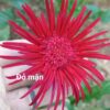 hoa đồng tiền cổ kép màu đỏ mận - bầu to đẹp