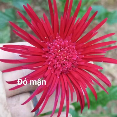 hoa đồng tiền cổ kép màu đỏ mận - bầu to đẹp