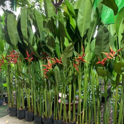 Chậu Cây Chuối Phượng Hoàng