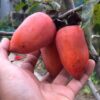 CÂY giống Hồng tứ quý sum đẹp