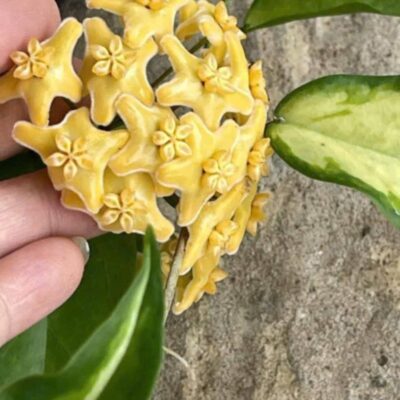 Chậu hoa lan cẩm cù Hoya " Keneji Var "