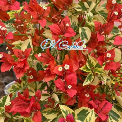 hoa giấy Cẩm thạch Brizza