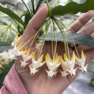 Chậu hoa lan cẩm cù Hoya " Multiflora Splash "