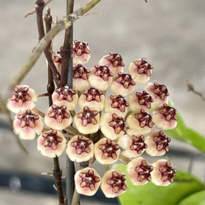 Chậu hoa lan cẩm cù Hoya " Brevialata  "